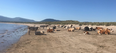 The weather is so warm that there are even cows sunbathing on a beach in Sligo