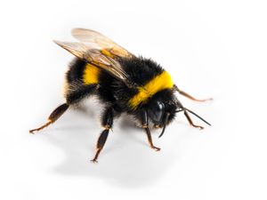 WATCH: Here’s how to treat a weak bee if you come across one