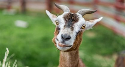 “They’re eating everything in sight” 100 goats run riot in American neighbourhood