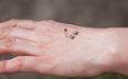 Warning issued over rise in flea infestations in Ireland