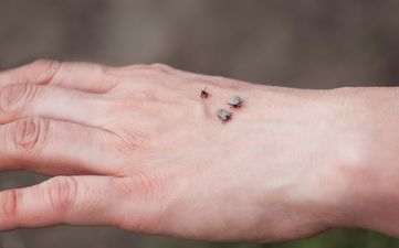 Warning issued over rise in flea infestations in Ireland