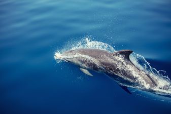 Swimming suspended on French beaches thanks to horny dolphin