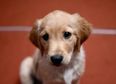 Wetherspoons to ban all dogs from their premises