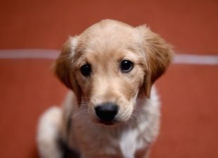 Wetherspoons to ban all dogs from their premises