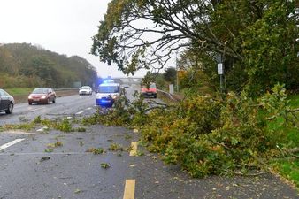 Here are all the roads across the country affected by fallen trees due to Storm Ali