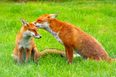 PIC: The funniest wildlife photo of the year has been revealed