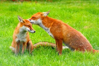 PIC: The funniest wildlife photo of the year has been revealed