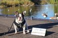 Thousands of dogs will march on Westminster this weekend to protest Brexit