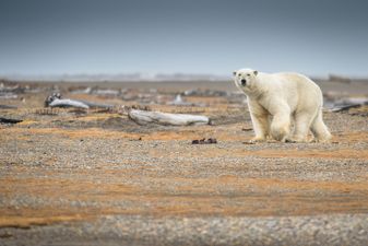 WWF report shows that the world’s animal population has declined by 60% in 40 years