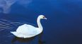 Noel Fitzpatrick, aka The Supervet, rescues lost swan in the middle of a busy Dublin road