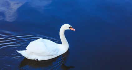 Noel Fitzpatrick, aka The Supervet, rescues lost swan in the middle of a busy Dublin road