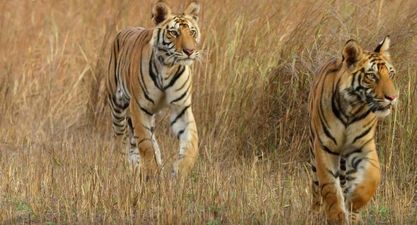 WATCH: The latest trailer for David Attenborough’s new show is breathtaking