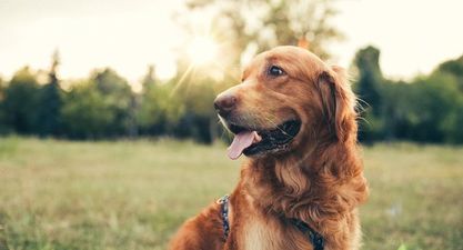 Irish charity seeks to employ courthouse dog to assist with children giving evidence