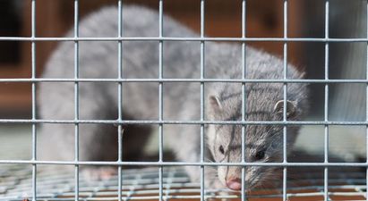 ISPCA calls for ban on fur farming in Ireland