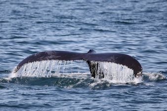 WATCH: The incredible moment a 14-year-old boy came face to face with a whale in Kerry
