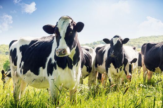 Omagh cattle prod December 2018