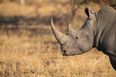 Toddler seriously injured after falling into rhino enclosure at a Florida zoo