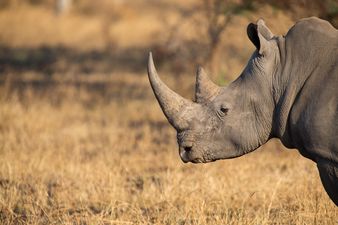Toddler seriously injured after falling into rhino enclosure at a Florida zoo
