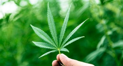 Smoking marijuana could result in a higher sperm count, new study claims