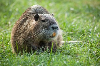 Dubliners warned about “large invasive rodent” with bright orange teeth
