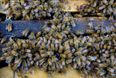 PIC: Four bees discovered living in a woman’s eye, feeding on her tears