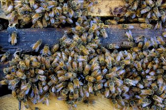 PIC: Four bees discovered living in a woman’s eye, feeding on her tears