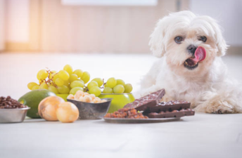 Dogs Trust warn about leaving chocolate lying around this Easter