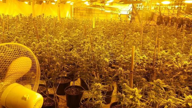 Cannabis Waterford