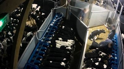 Irish cows subjected to “horrific abuse” during journey to veal facilities in Europe (report)