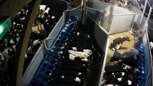 Irish dairy calves