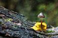 Denver becomes the first city in America to decriminalise psychedelic mushrooms