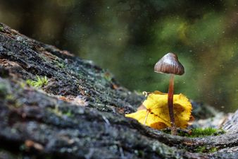 Denver becomes the first city in America to decriminalise psychedelic mushrooms
