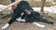 Dog rescues baby that was buried alive in a Thailand field