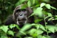 David Attenborough’s cinematographer reveals where he thinks the most beautiful place is on the entire planet