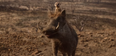 WATCH: New trailer for The Lion King released, and we finally hear Beyoncé as Nala