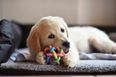 There’s going to be a dog parade in Dublin tomorrow
