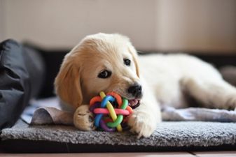 There’s going to be a dog parade in Dublin tomorrow