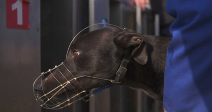RTÉ documentary reveals that almost 6,000 greyhounds are killed in Ireland every year