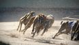 Social Democrats seek to stop government funding for greyhound racing industry