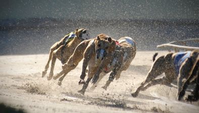 Social Democrats seek to stop government funding for greyhound racing industry
