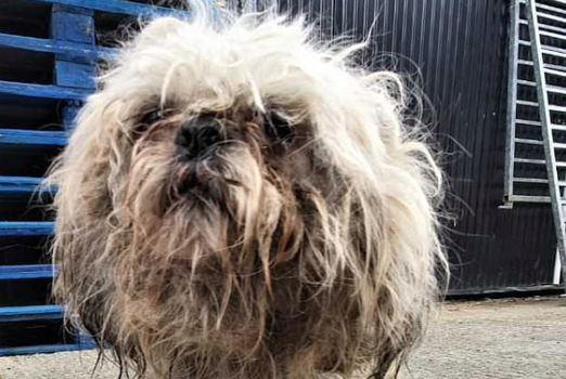 DSPCA