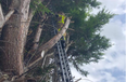 Social media is having a field day with this cat’s reaction after a Dublin fireman rescued it from a tree
