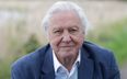 Netflix shares trailer for fascinating David Attenborough documentary