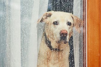 ‘Lullabies for Lorenzo’: A Spotify playlist to keep your dogs calm during the storm