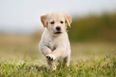 Research says that humans love dogs more than other humans
