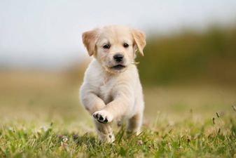 Research says that humans love dogs more than other humans