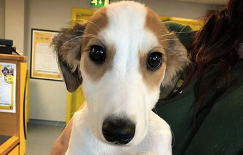 WATCH: Dog’s Trust release Christmas advert and it’s important viewing for everyone