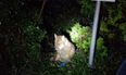 ISPCA appeals for information on severely injured dog found chained to gate near National Animal Centre