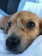 WATCH: Unicorn puppy with a second tail on his face rescued