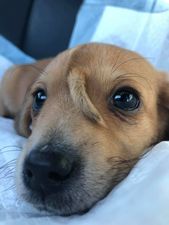 WATCH: Unicorn puppy with a second tail on his face rescued